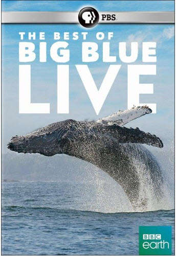 BEST OF BIG BLUE LIVE-BEST OF BIG BLUE LIVE